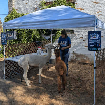 Party Alpaca enclosure