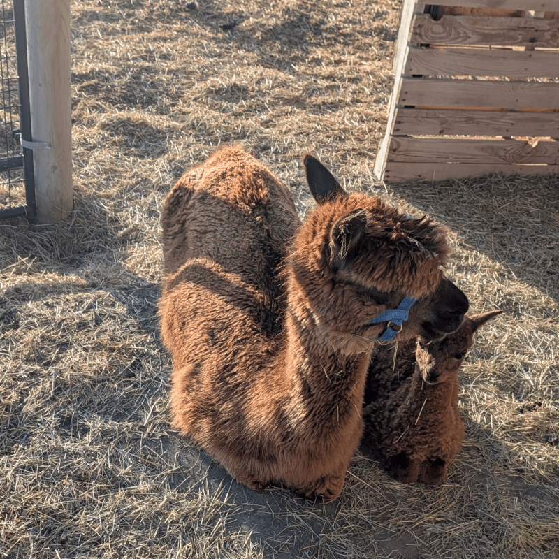 Alpaca with her baby