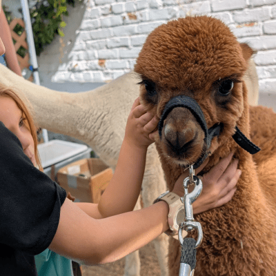 Children petting baby alpaca