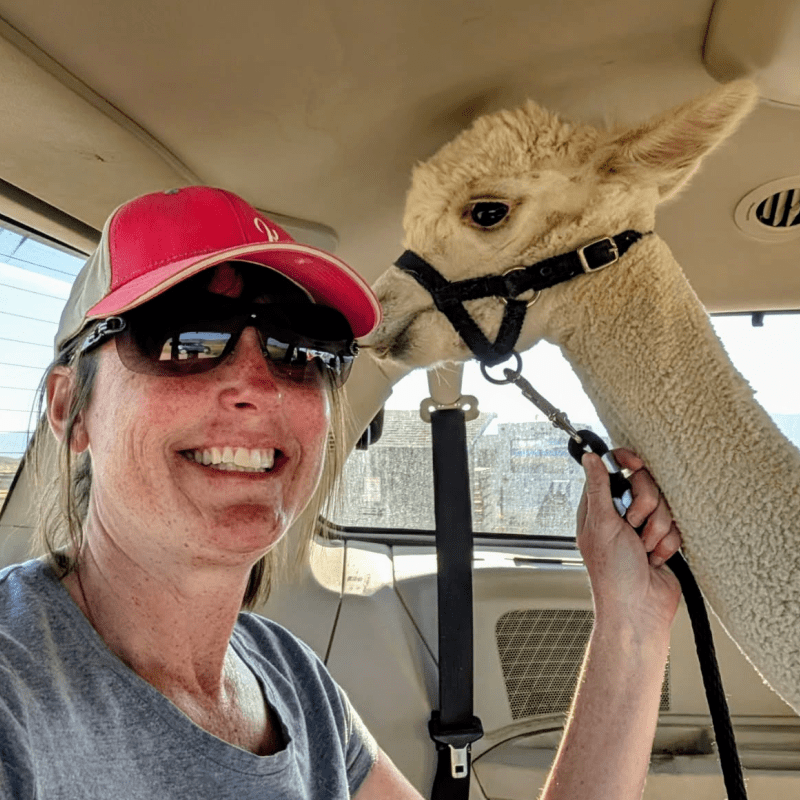 Trainer Robyn loading Tornado into a van